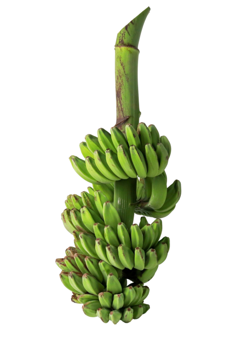penca de banana
